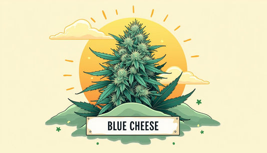 CBD BLUE CHEESE MAFRENCHWEED LIGHT