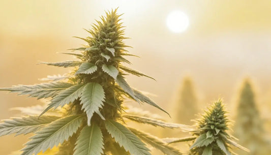 L'impact des différents trichomes sur la résine CBD