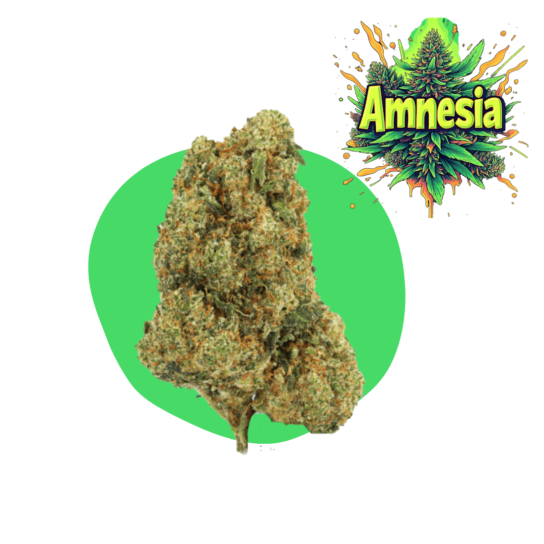 Amnesia CBD